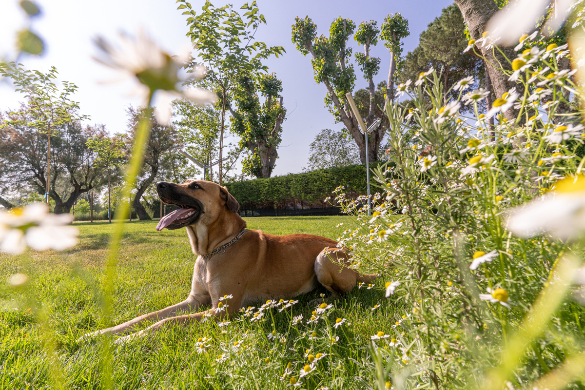 Adriano Family Collection 23