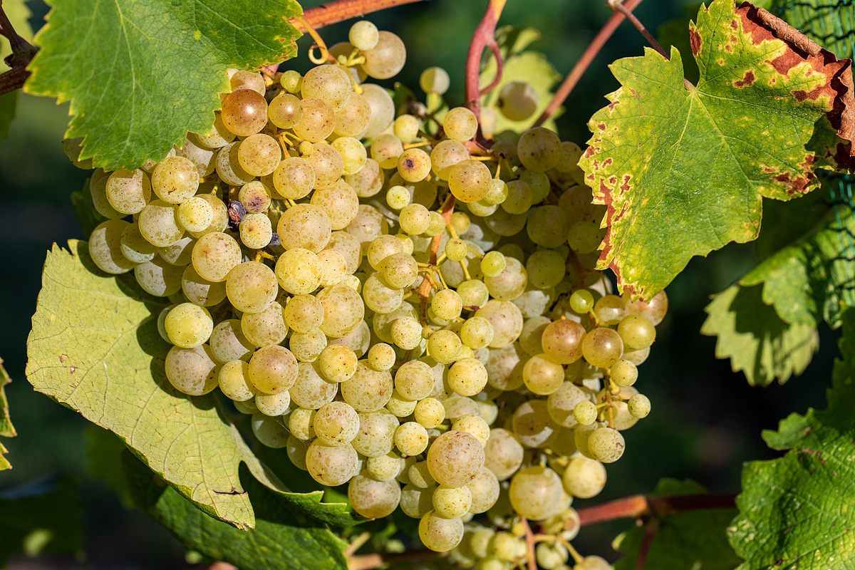 Bike Safari - Vinicemi Prosecca 25