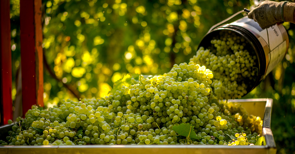 Bike Safari - Vinicemi Prosecca 33