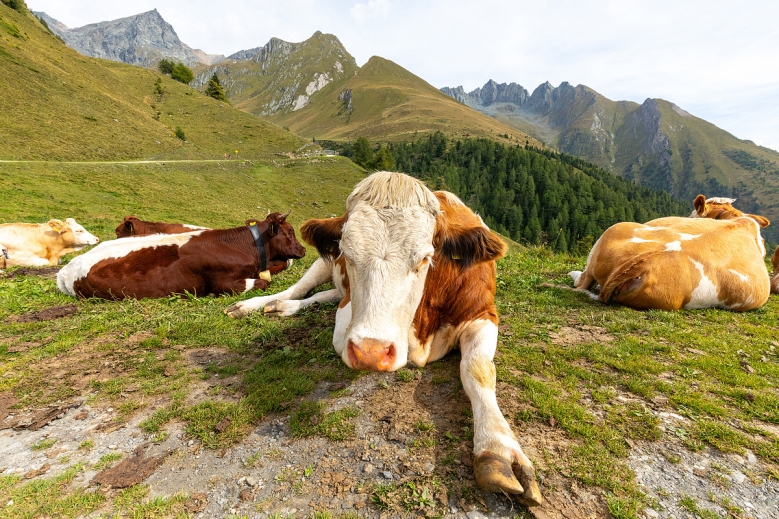 Hotel TREK SAFARI KITZBÜHEL - TRE CIME 