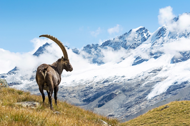 Hotel Trek Safari Gran Paradiso Tour I