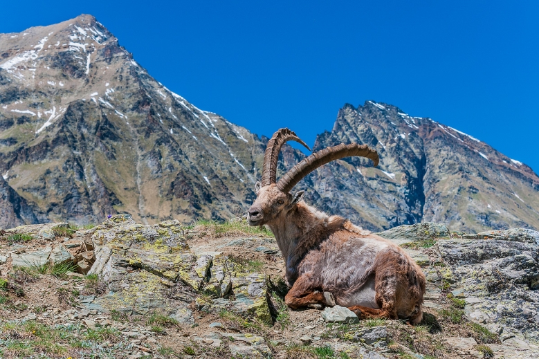 Hotel Trek Safari Gran Paradiso Tour I