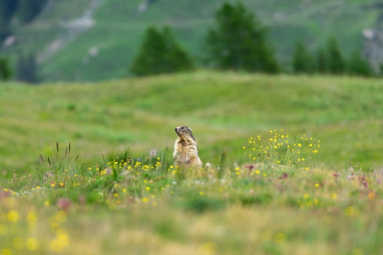 Hotel Trek Safari Gran Paradiso Tour I