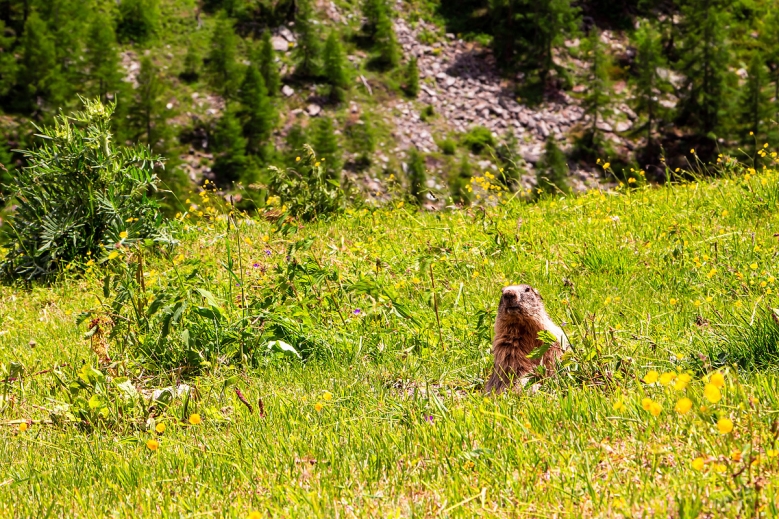 Hotel Trek Safari Gran Paradiso Tour I