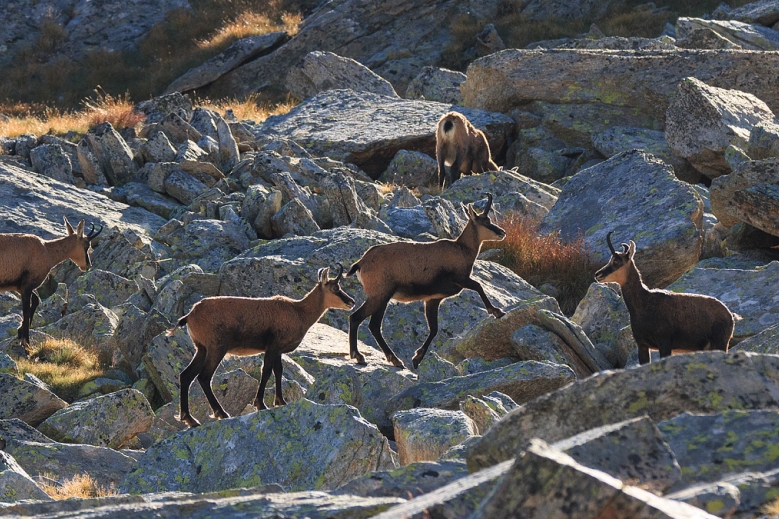 Hotel Trek Safari Gran Paradiso Tour I