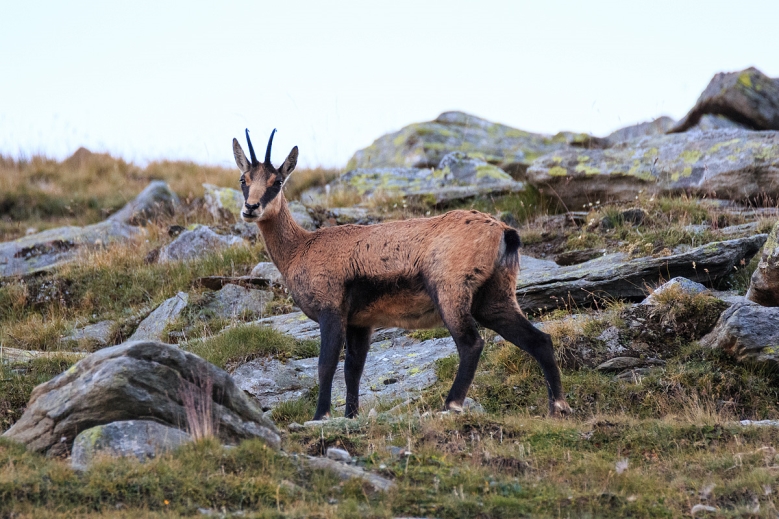 Hotel Trek Safari Gran Paradiso Tour I