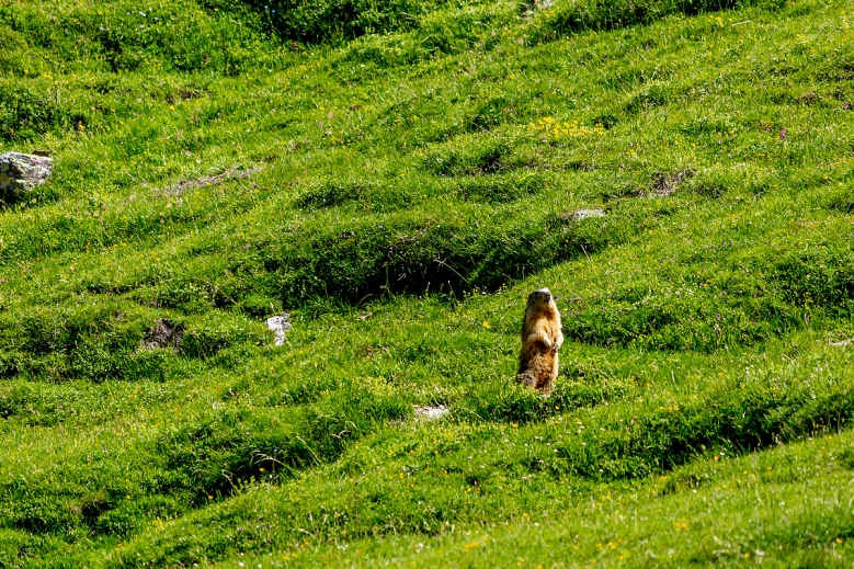 Hotel Trek Safari Gran Paradiso II