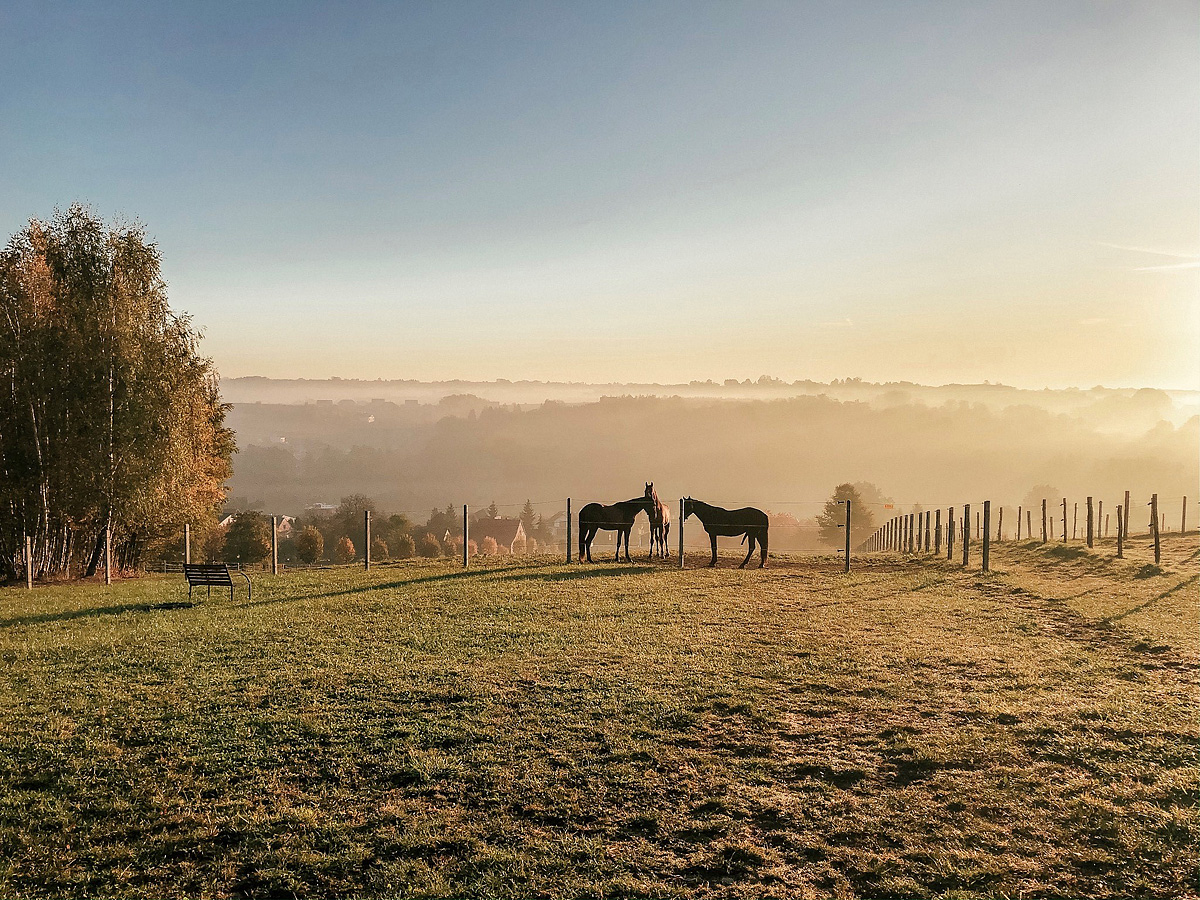 Hotel Szary Residence  se snídaní 63