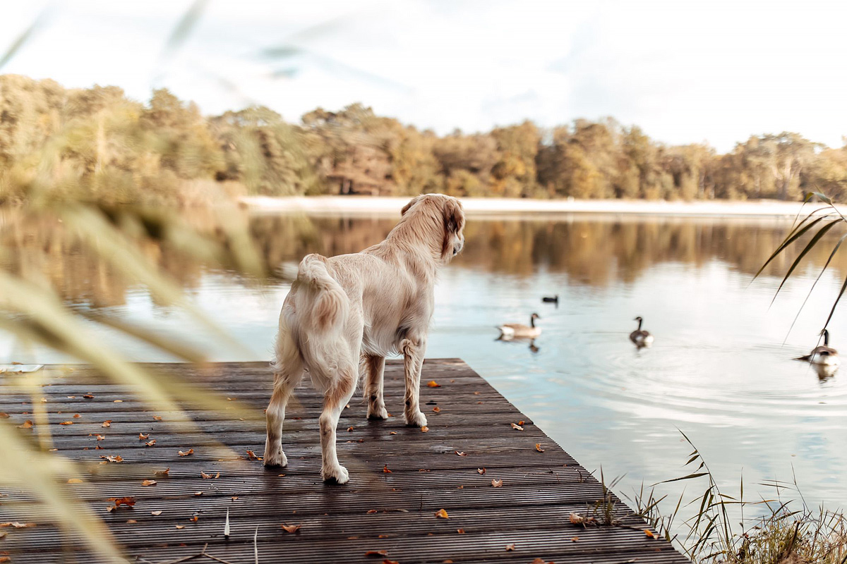 EuroParcs Zilverstrand 6