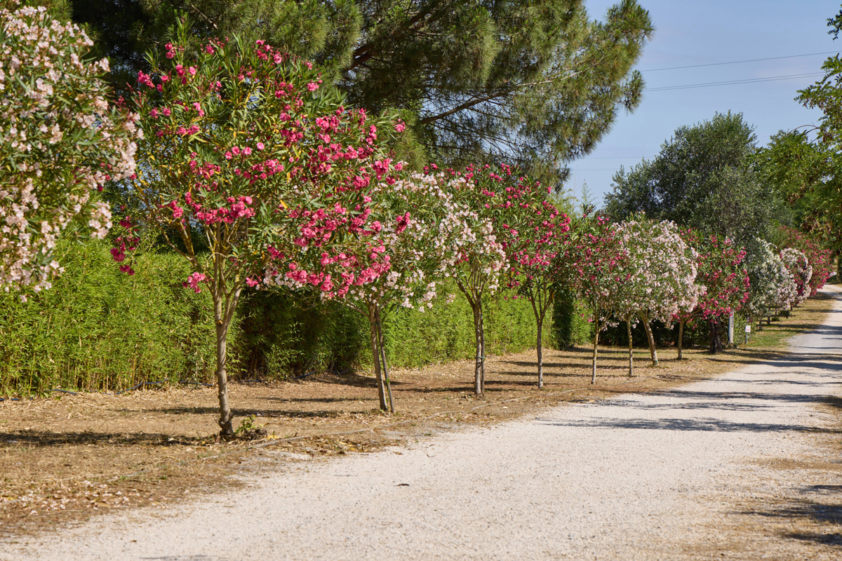 Costa d´Argento Camping Village HC 16