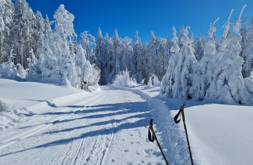 Forest Apartmny Videc ***