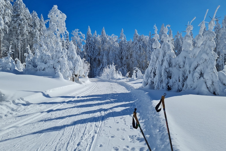 Hotel Forest Apartmány Videc