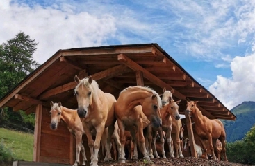 Hotel Agritur Donec ****