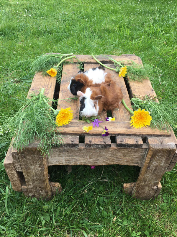 Apartmánový dům Grubermühle  6