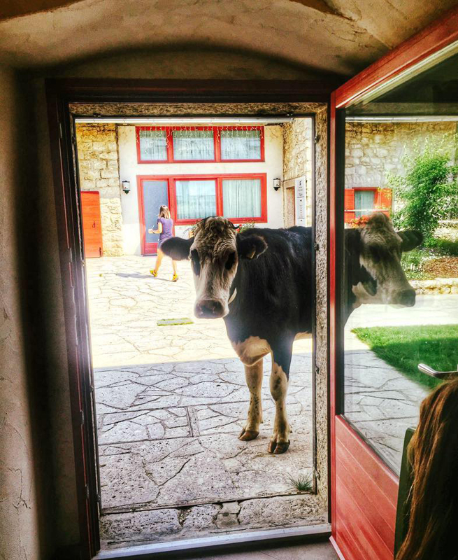 Hotel Malga Millegrobbe  11