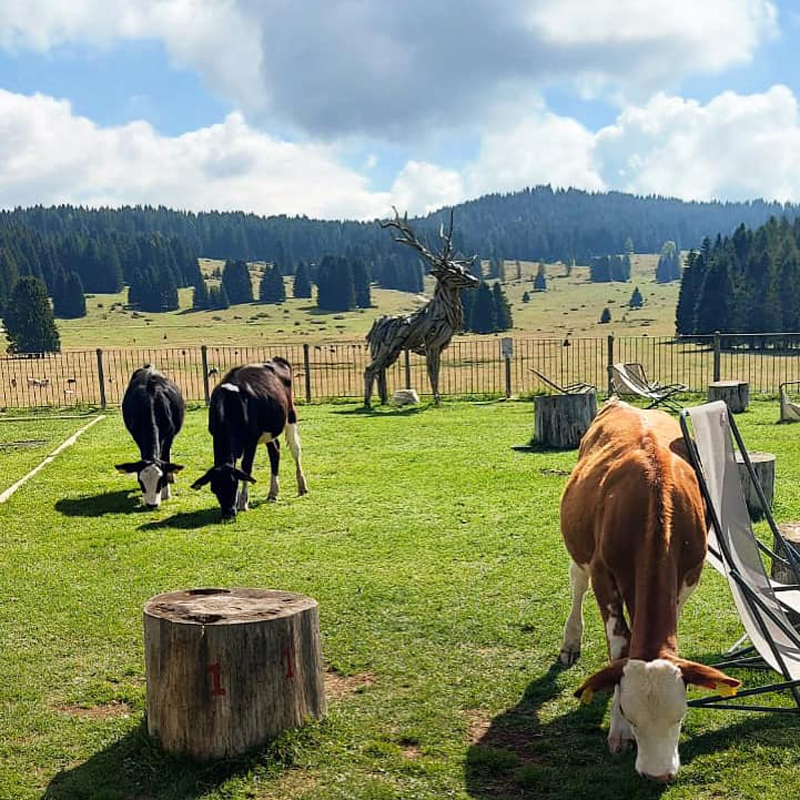 Hotel Malga Millegrobbe  12