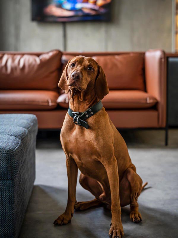 Hotel Convictus Cracovia 21