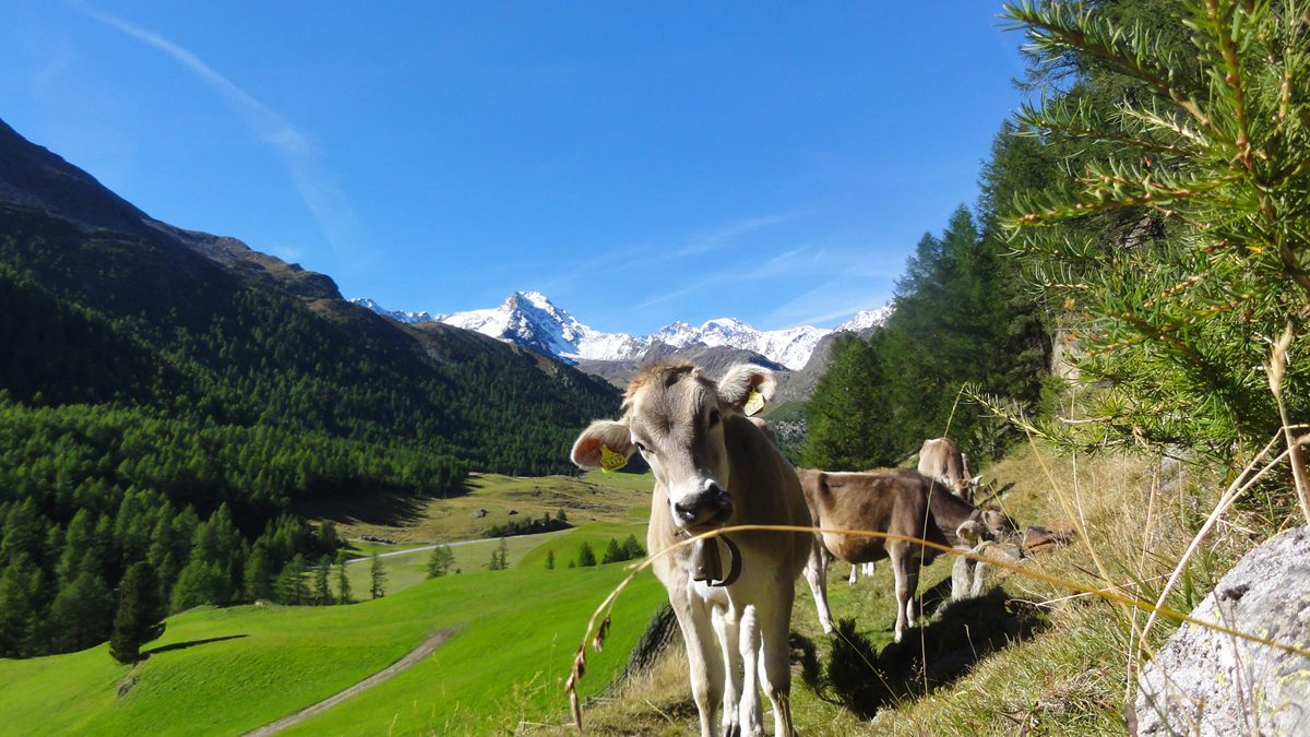 Aparthotel Maso Corto - bez stravy 34