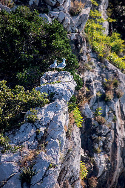 Mare Pineta Camping Village 16